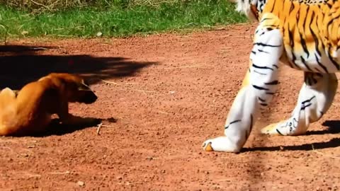 😂Fake Tiger Prank Dog No Run So Funny Try To Stop Laugh Challenge