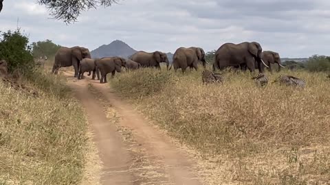 Baby Elephants That Will Instantly Make You Smile - satisfying69