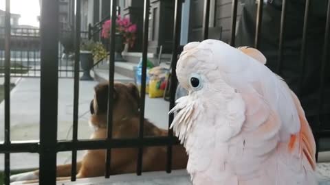 Beautiful Cockatoo Parrot Video