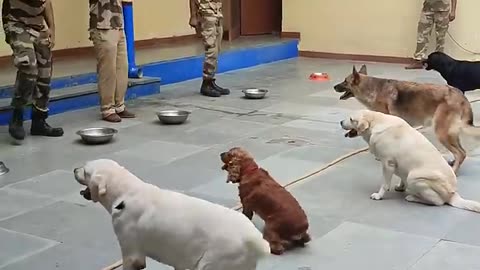 CISF dog training