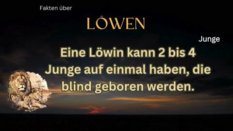 Löwen-Fakt 8 - Wie schnell kann ein Löwe rennen?