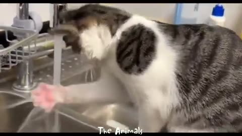 Funny animal video! You will laugh