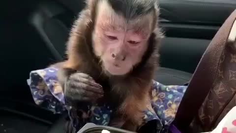 Monkey eating fruits