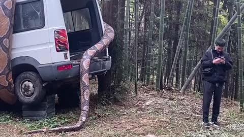 Car wrapped around a big python