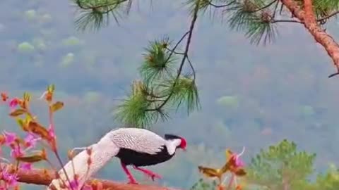 Unreal amazing unique birds on earth