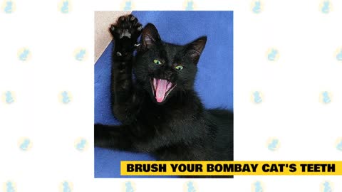 Bombay cats 101:Cat care