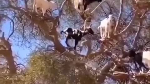 The goat family tree