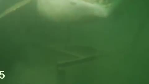 Shark Killer Video Rumble App