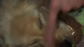 Puppy golden retriever plays with green toy under bed