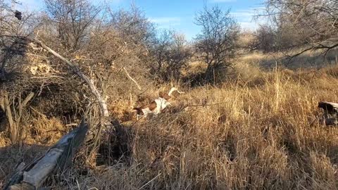 Springer Spaniels working