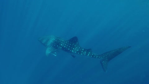 Pod of humpback whales swim under surprised swimmers