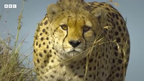 Baboon troop clash with pack of cheetahs _ Serengeti - BBC