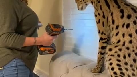 Wild cat vs Prank Master #shorts