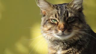 kitty with beautiful green eye