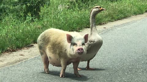 Pig and Goose Going for a Walk Together