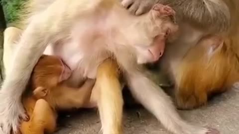 Monkey Happy family