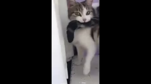 Funny animal video 🤣🤣🤣