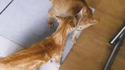 Cat fighting video 🤣🤣🤣🤣