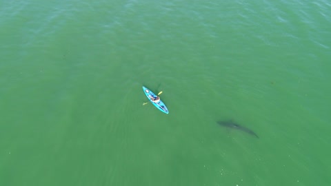 Kayaker and Juvenile Great White Shark