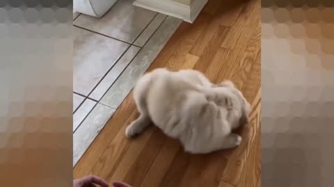 Puppy punishes his tail