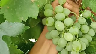 Juicy Grapes