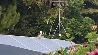 Kookaburra Having Fun on Turbine Vent