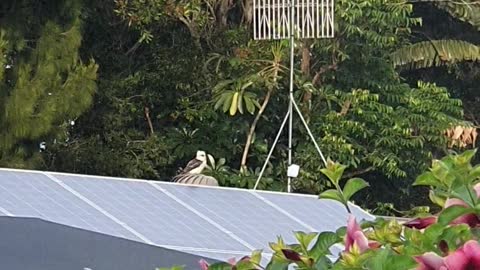 Kookaburra Having Fun on Turbine Vent