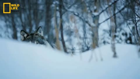 Amazing Wolf 🐺🐺🐺 hunting story in -16 digree