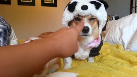 Here Are Some Frozen Corgi Pandas Giving No Reactions