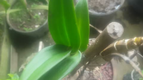 beautuful flower on my back windows