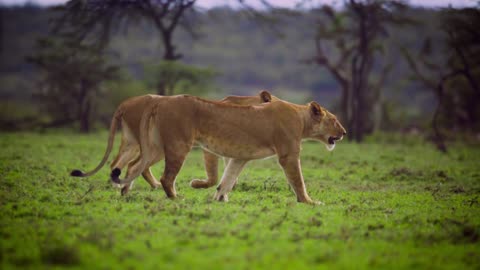 Pair of Lionesses Walking Together