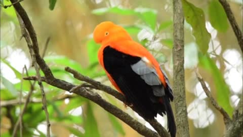 Bird and animal is beautiful birds of paradise planet earth #2