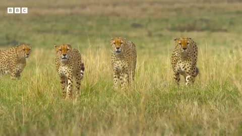 Why you shouldn't pick on a mongoose | Serengeti - BBC