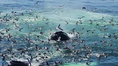 Whalewatching In The Atlantic