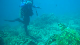 Green Sea Turtles