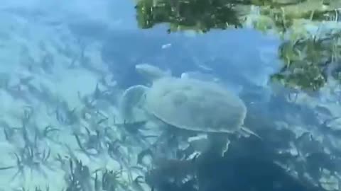 An amazing shot of a water turtle floating in a pure pond.