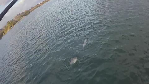 Doubling Up- Catching 2 Stripers at Once, Nonstop