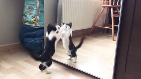 FUNNY CAT DOES MACHO MAN ACTS ON A MIRROR