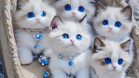 Cute cats