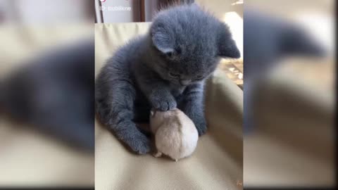 kitten play with Rat, Rat and baby cat play togather |cute kitten|