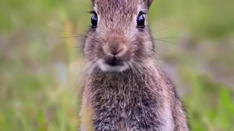 A very photogenic rabbit, very cooperative.