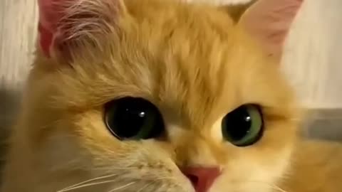 🤣🤣cute animals/funny video😍😍😂😂