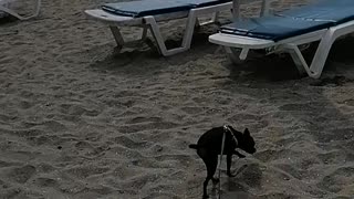 sweet doggy to the beach 😎