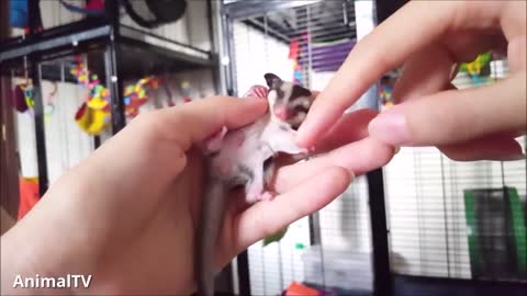 SUGAR GLIDERS Flying - Funny & Cute Compilation