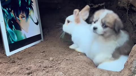 Cute little rabbit