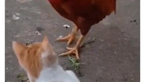 Dog Popy and chiken fight