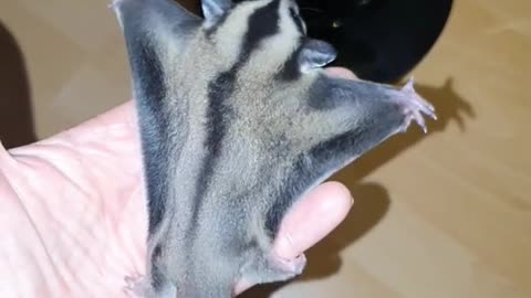 Sugar Glider Flight Training