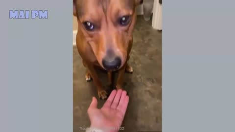 One of most Phenomenal Funny Dog Videos 2022🤣 🐶 It's time to LAUGH with Dog's life