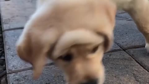 Funniest & Cutest Golden Retriever Puppies