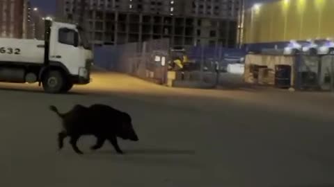 Wild boar goes for a late evening jog